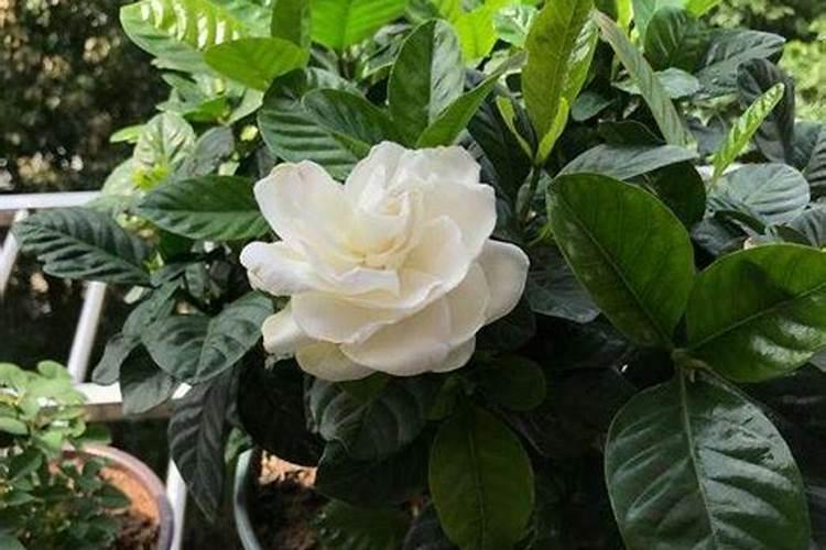 栀子花可以用复合肥吗