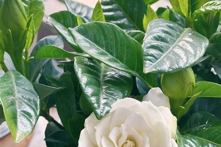 栀子花浇什么肥料合适