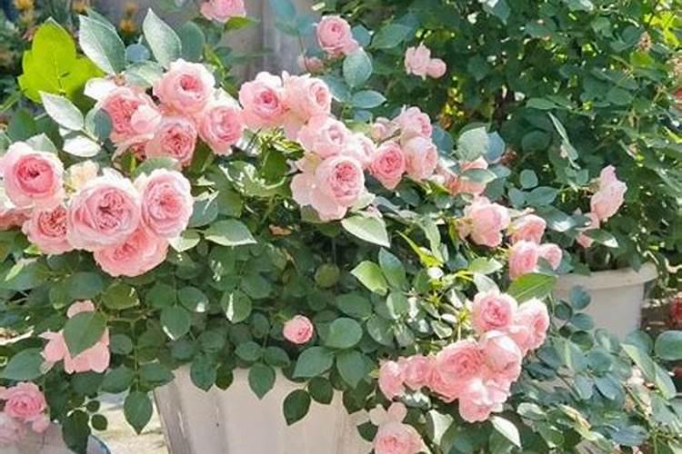 使月季开花施什么肥
