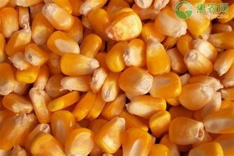 金正大控释玉米专用肥261212多少钱一吨