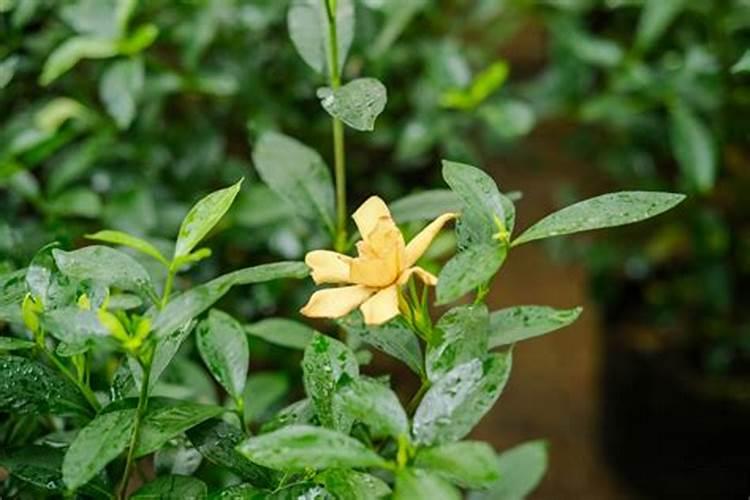 栀子花花苞期怎么施肥贴吧,栀子花花苞期间施什么肥