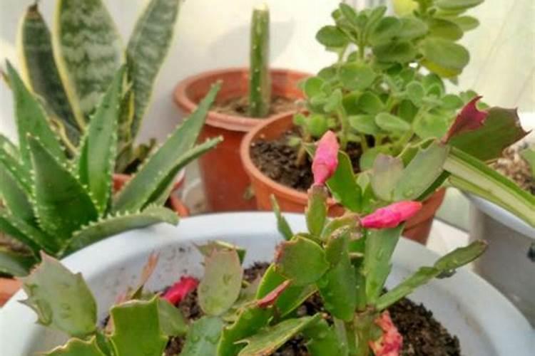 蟹爪兰用叶面肥喷施能行吗