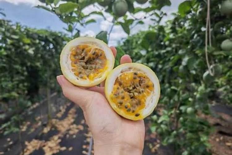 百香果施什么肥料最好
