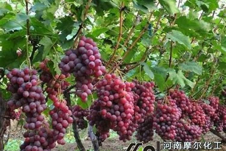 葡萄喷施叶面肥有哪些技巧？ 丙硫克百威的使用方法及注意事项