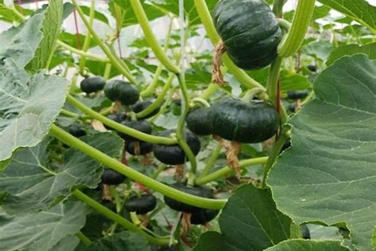 南瓜用什么肥料比较好