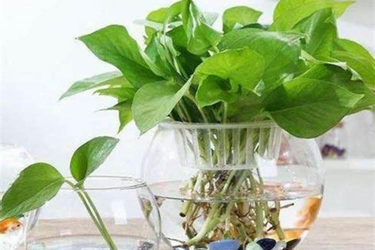 樱桃番茄盆栽有哪些技术要点？