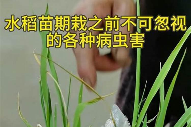 红薯打什么叶面肥增产 植物叶面肥有哪些