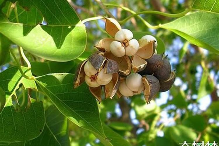木子树是一种什么样的树？