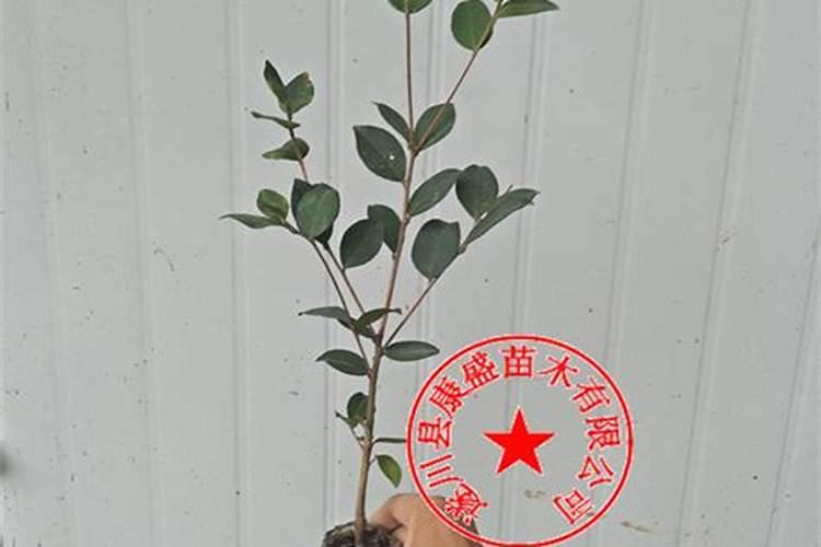 木子树是什么树,学名叫什么？