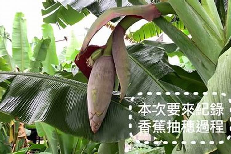 高产香蕉需要掌握的科学施肥技术有哪些