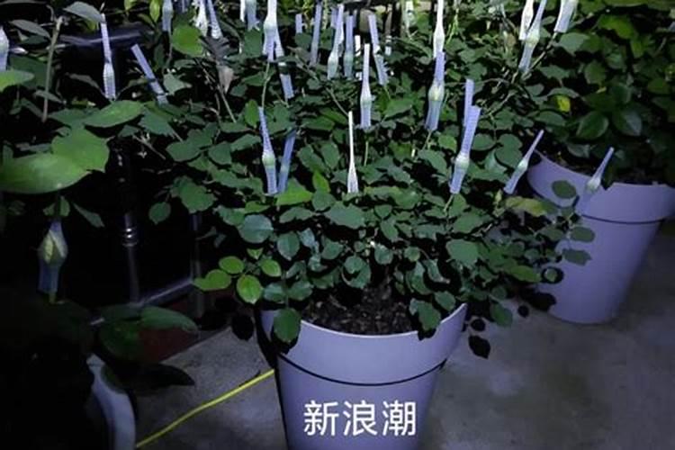 月季花苞期施什么肥 注意事项有哪些