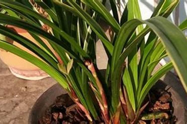 腐植酸水溶肥是什么？它有啥作用呢？