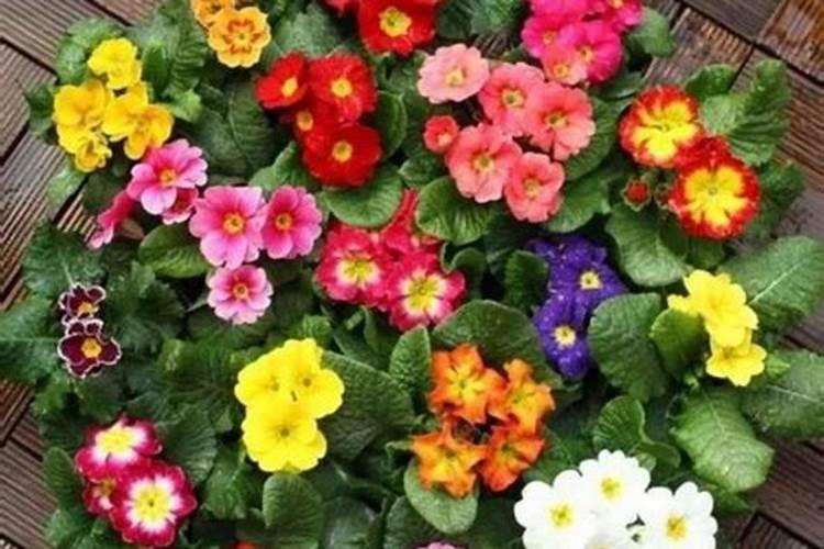 报春花什么季节施肥最好 施肥多少合适