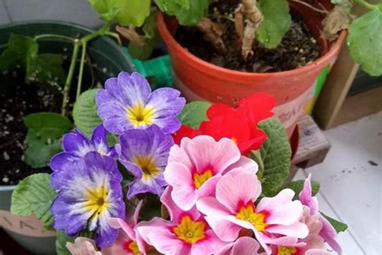 报春花什么季节施肥最好