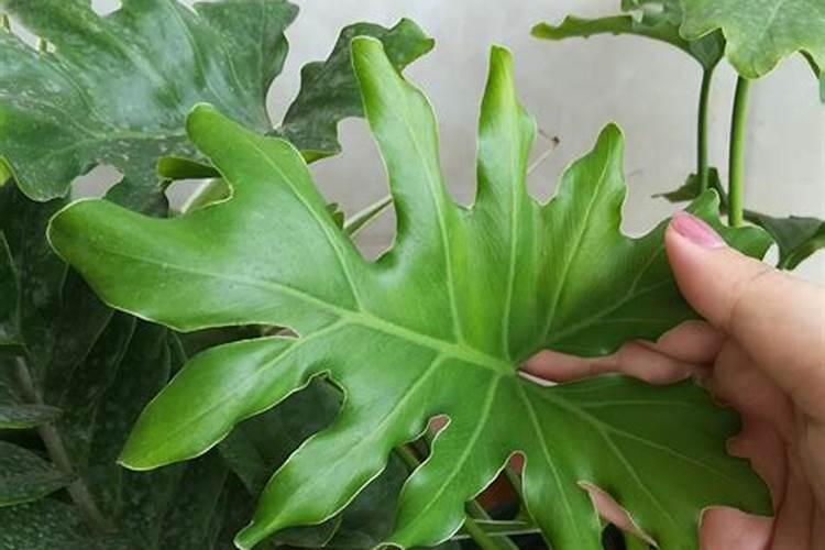 绿植春羽叶子上的水珠有毒吗？