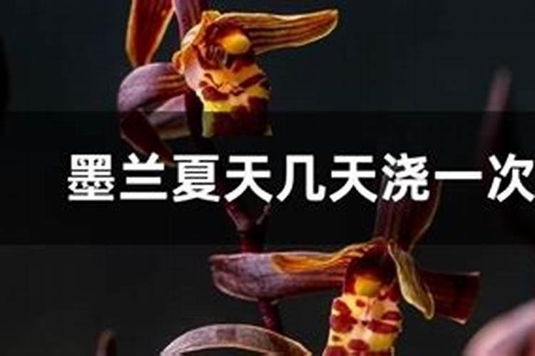 墨兰施什么肥料,墨兰什么时候可以施肥