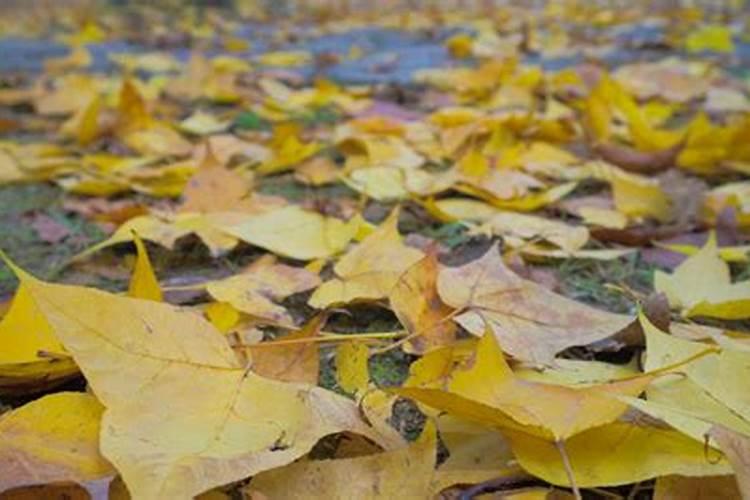 沙糖桔秋梢出要喷叶面肥吗