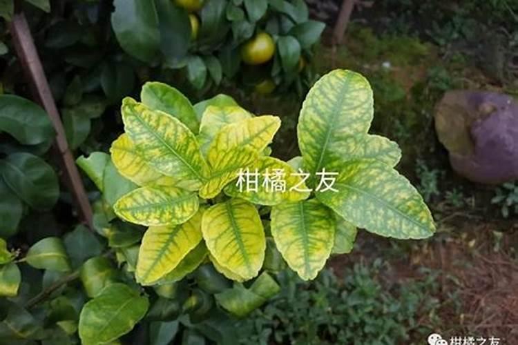 磷酸二氢钾叶面肥什么时候用