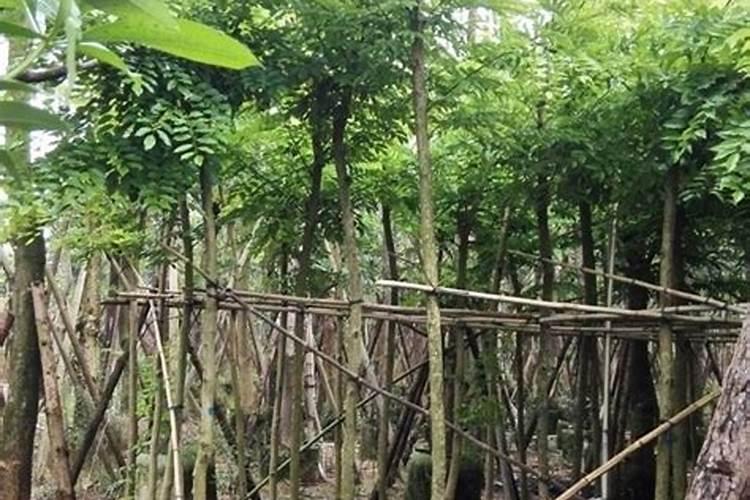 黄花梨树苗怎么种植