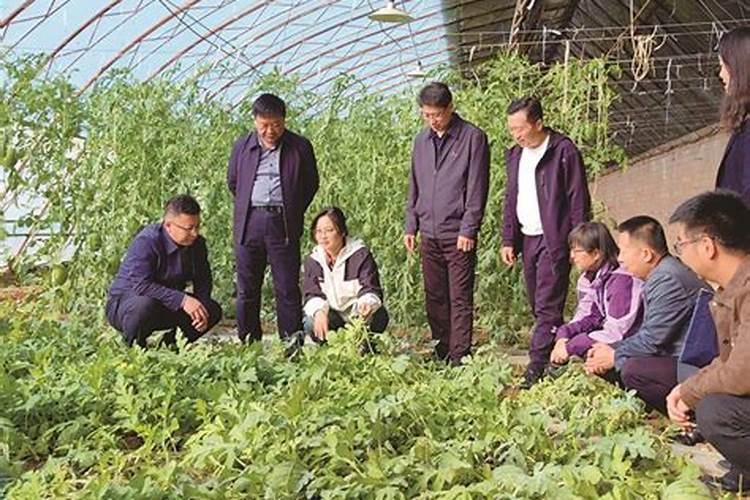 西瓜僵苗的发生原因是什么