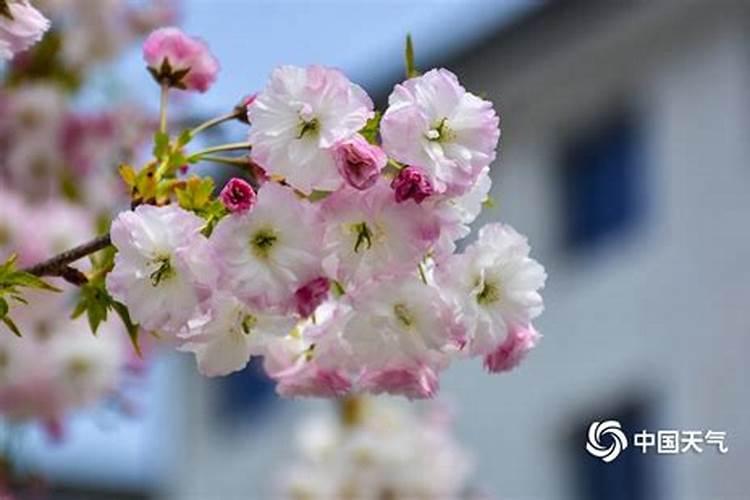樱花施肥用什么肥料