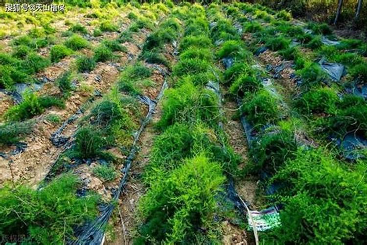 天冬种植技术与栽培管理