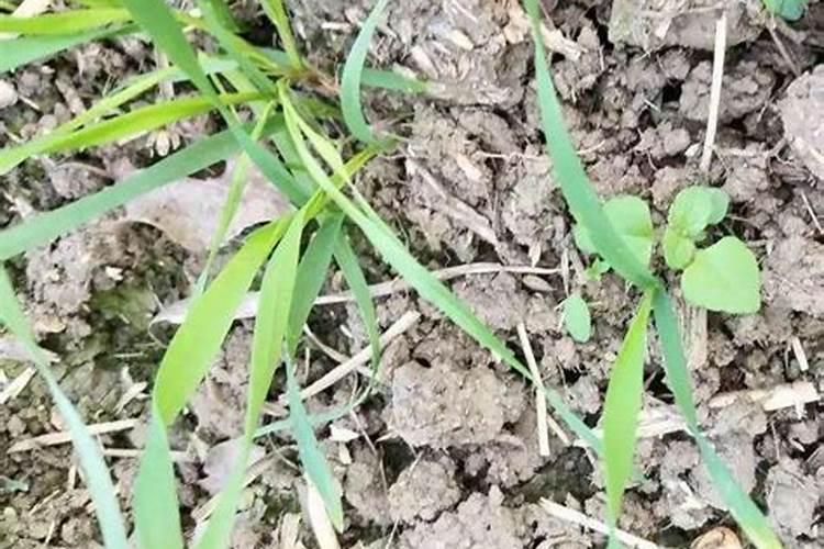 植物缺氮及氮素过多的主要症状是什么？