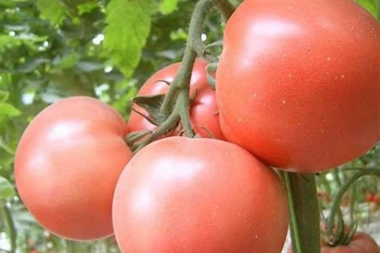 露天西红柿多大时开始追膨果肥