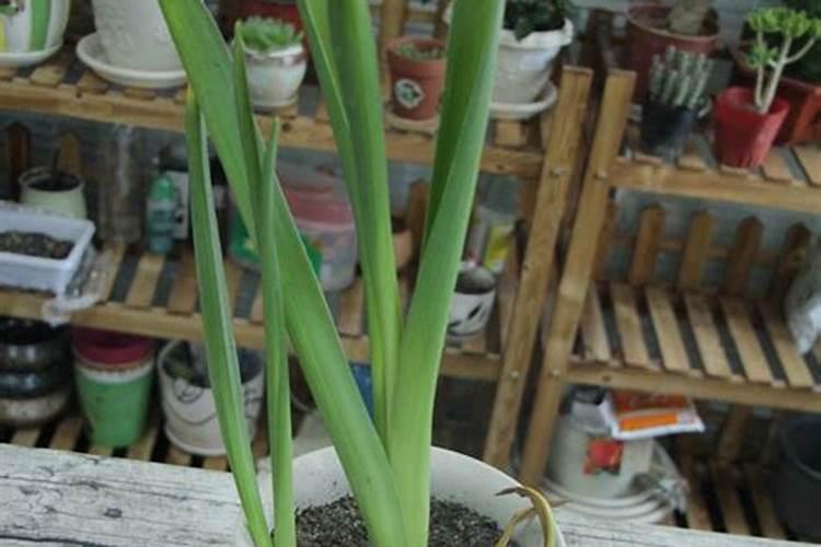 风信子怎么施肥吸收效果最好,氮磷复合肥最宜生长(薄肥勤施)