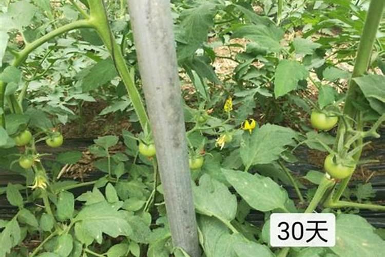 番茄种植的全过程需要怎样施肥 种植番茄怎么施肥