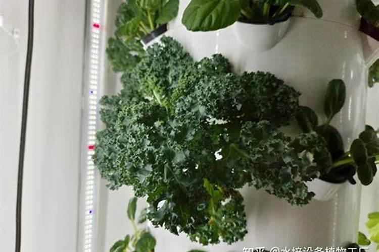 针状肥在提高作物抗寒性方面的作用是什么？