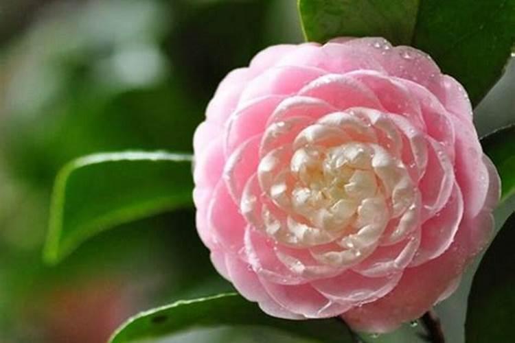 茶花叶片容易老化用什么方法进行改善
