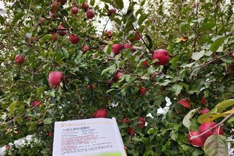 苹果保花保果用那些肥料好？苹果膨果期打什么叶面肥长的快？