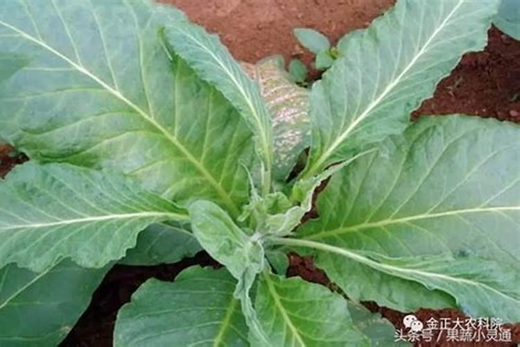 氧化钾肥料适合种什么