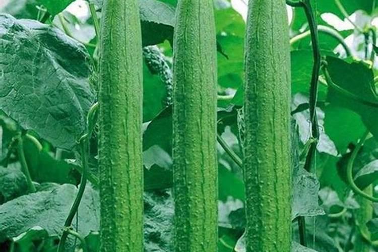 瓜果蔬菜喷叶面肥有什么好处(蔬菜叶面肥什么时候喷好)