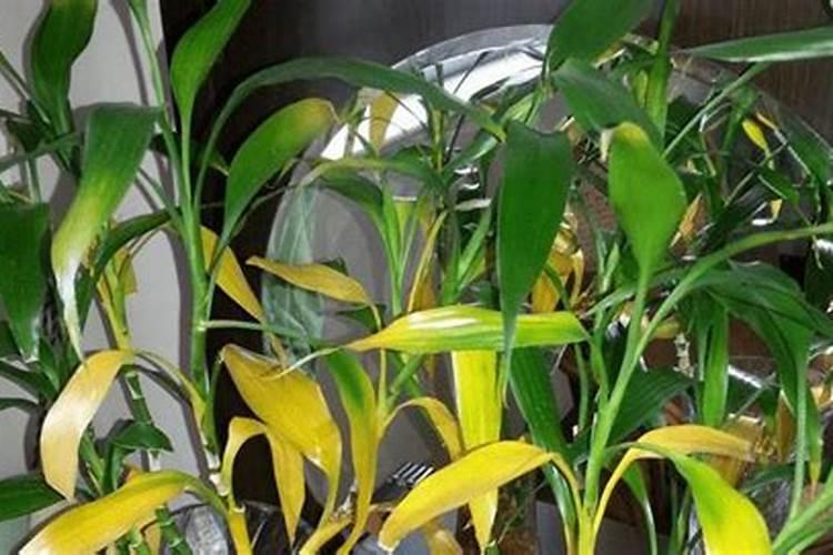 富贵竹多久施一次肥 富贵竹肥料该多久施一次？