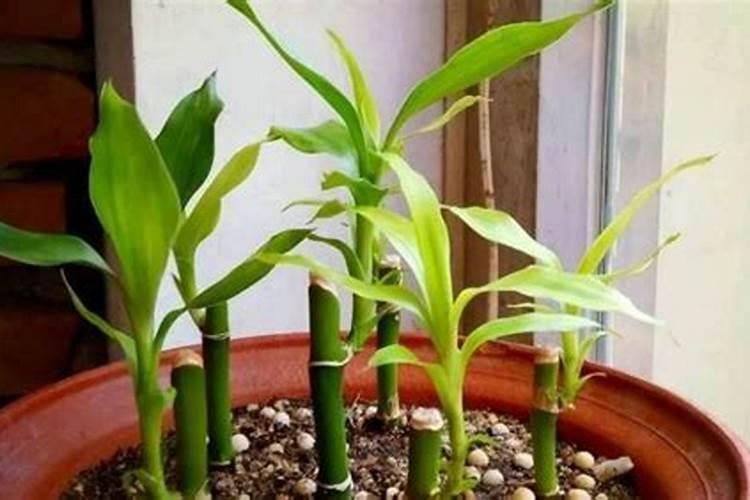 富贵竹多久浇一次水,多久施一次肥？