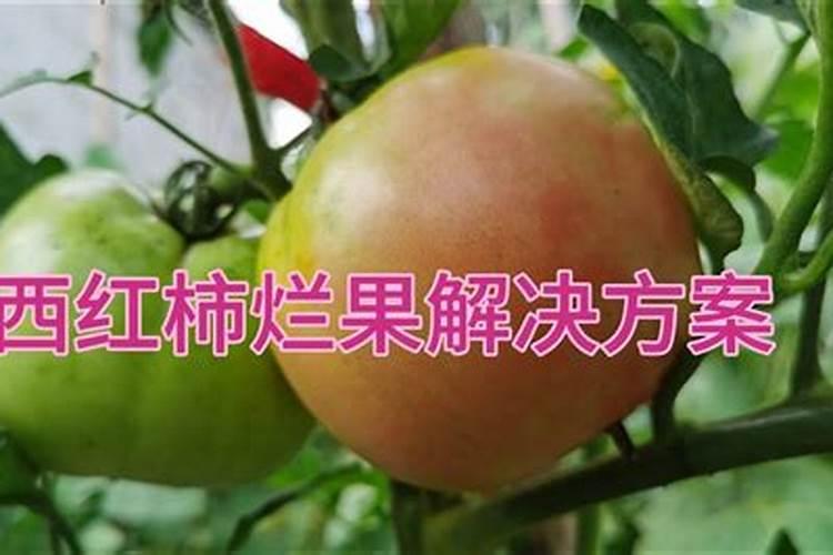 西红柿开花结果期怎么施肥和管理
