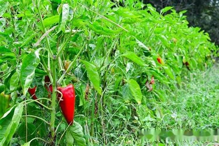 辣椒开花结果期用什么肥料