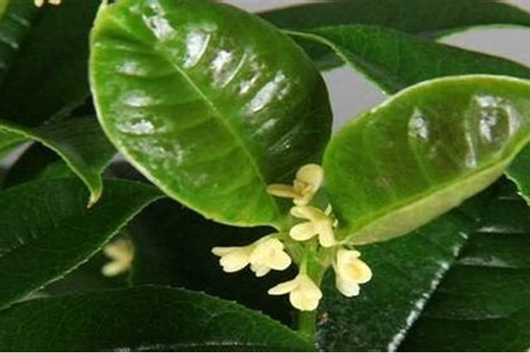 四季桂花施什么肥四季桂花怎么施肥