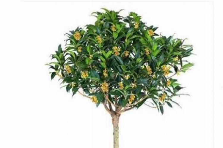 四季桂花施什么肥四季桂花怎么施肥