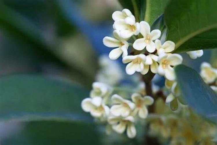 四季桂花施什么肥四季桂花怎么施肥