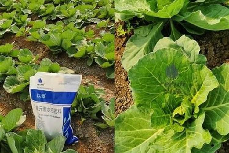 白菜多大时候喷钙镁硼肥好？