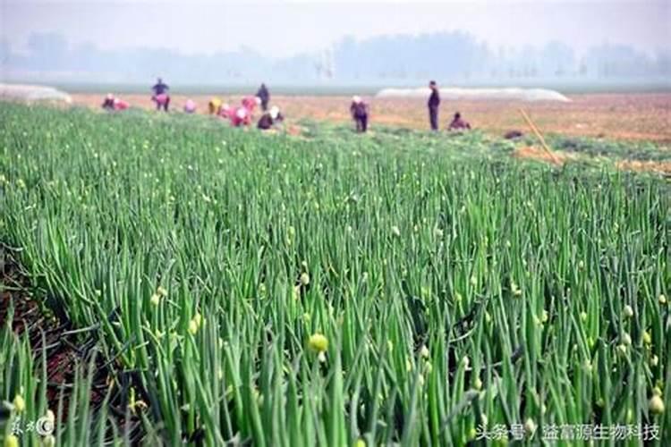 大葱田间种植管理技术 大葱生长需要注意什么