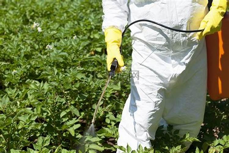 西瓜坐瓜后能打叶面肥不？