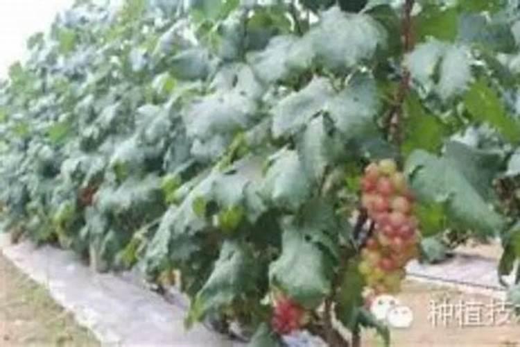设施藤稔葡萄发芽后施肥磷酸二氢钾