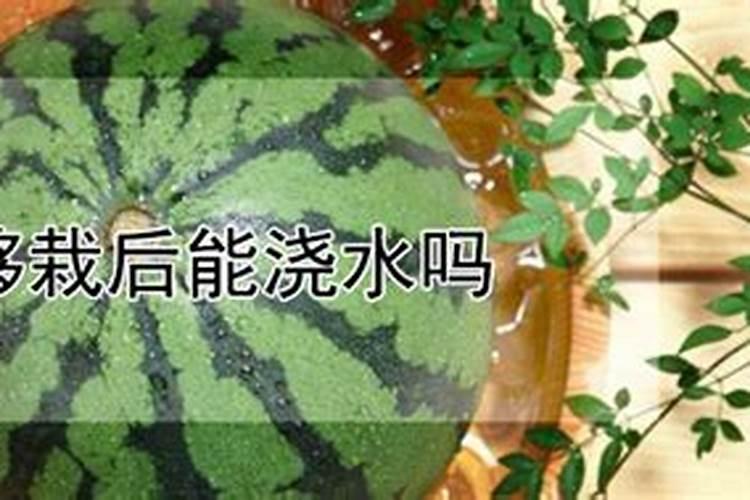西瓜膨果期用哪个水溶肥比较好!