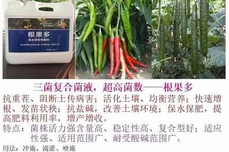 浅水莲藕种植方法