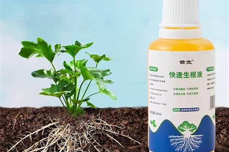 植物生根剂的使用方法,快速生根剂怎样使用效果好