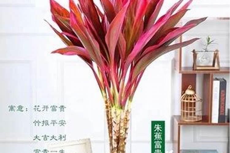 鸿运竹叶子枯黄解决方法